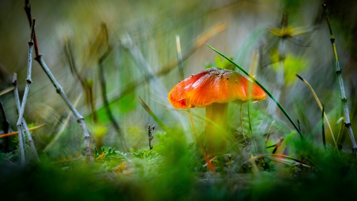 Orange mushroom in a blurred forest setting
