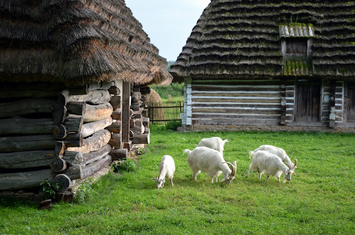 Goats grazing in front of traditional thatched-roof buildings