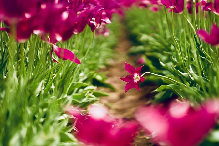 Pink Tulips in a Field