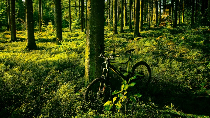 Bicycle in a sunlit forest