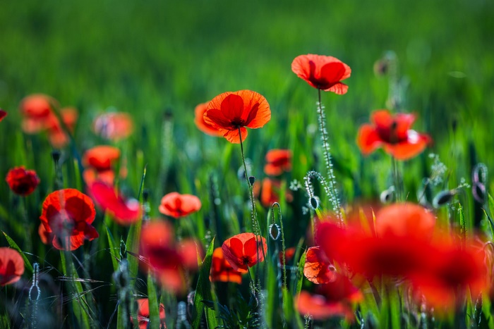 Field of Red Poppies in Sunlight