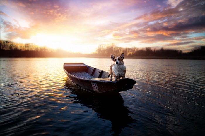 Corgi in a boat at sunset on a lake