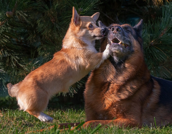 German Shepherd and Corgi playing in grass