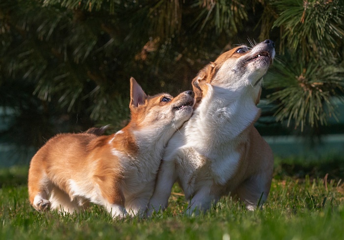 Two Corgis playing in the grass