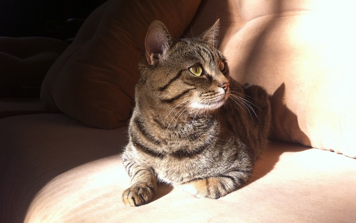 Tabby cat resting on a couch
