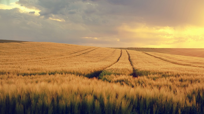 Wheat Field at Sunset with Clouds