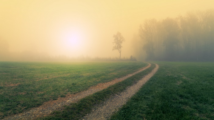 Dirt path through a foggy field with trees