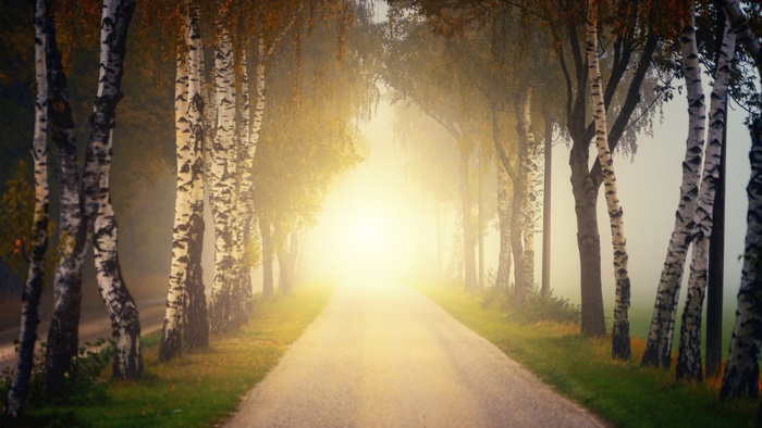 Road lined with birch trees in fog during fall