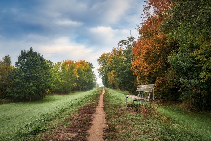 Bench on a path in autumn forest