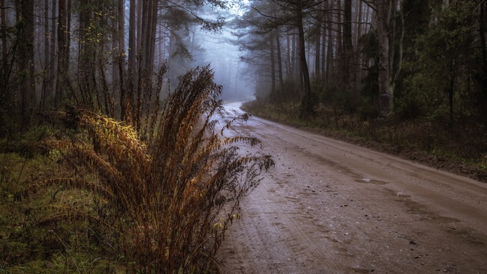 Dirt road in a foggy forest during fall