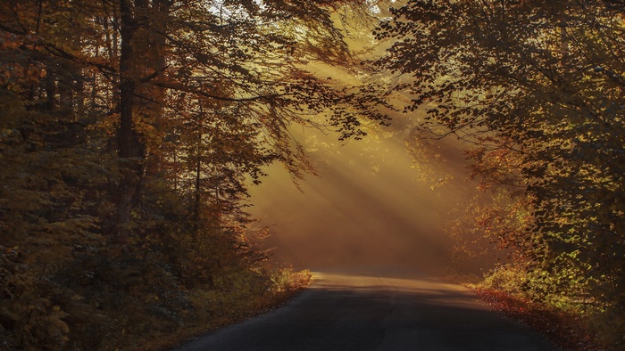 Road through a foggy forest with sunbeams in fall