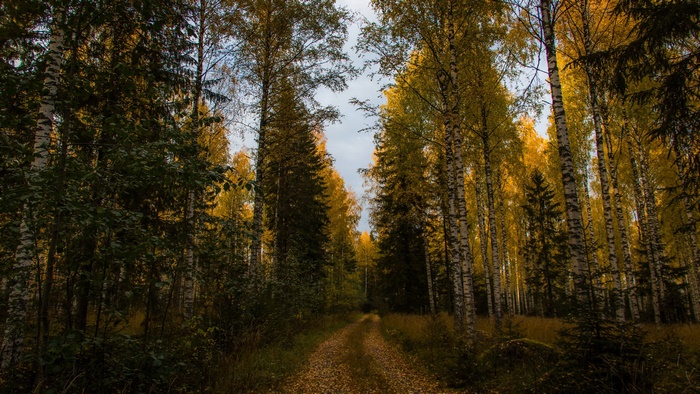 Path through a birch and spruce forest in fall
