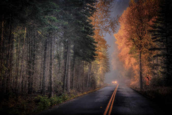 Road through a foggy forest in autumn