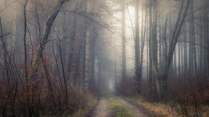 Dirt path through a foggy forest in the morning