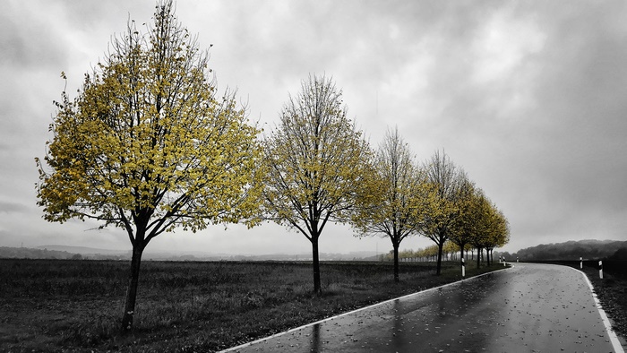 Road with yellow trees in fall
