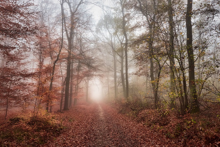 Autumn forest path in fog