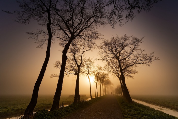 Trees lining a foggy road at sunset