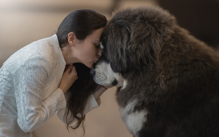 Woman kissing a Tibetan Mastiff dog