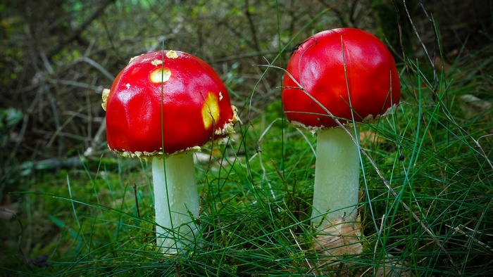 Fly Agaric Mushrooms in Grass