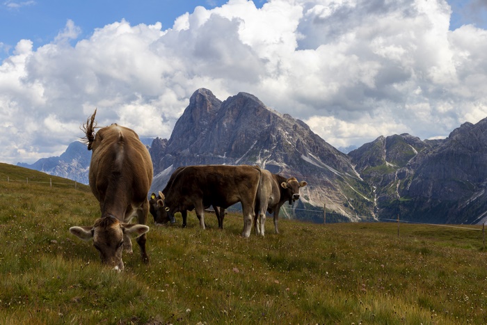 Cows grazing in a mountain pasture