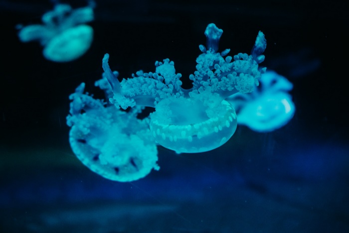 Several blue jellyfish in dark water