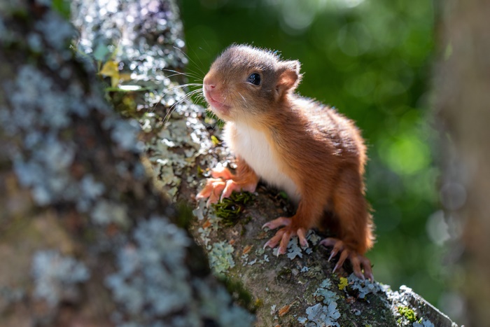 Baby Red Squirrel on a Tree Branch