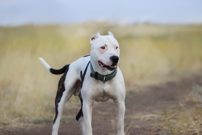 White Pit Bull dog with black markings