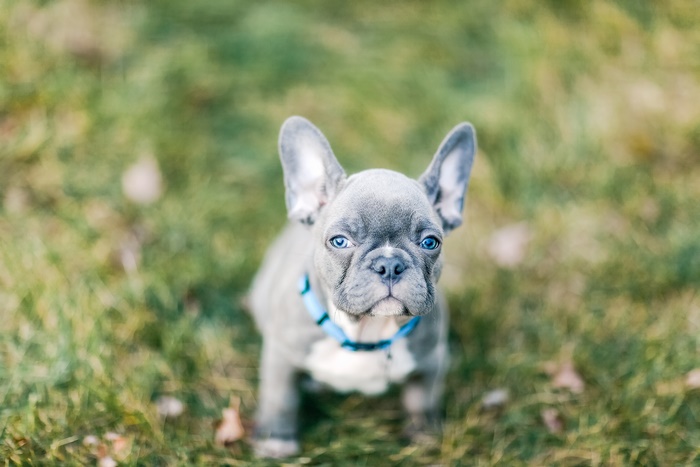 Blue French Bulldog Puppy with Blue Eyes