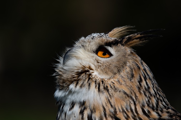 Eurasian Eagle-Owl close-up