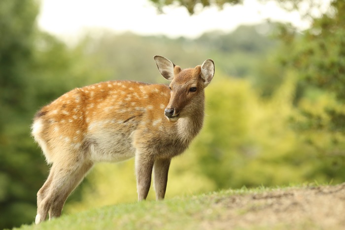 Deer in a grassy field