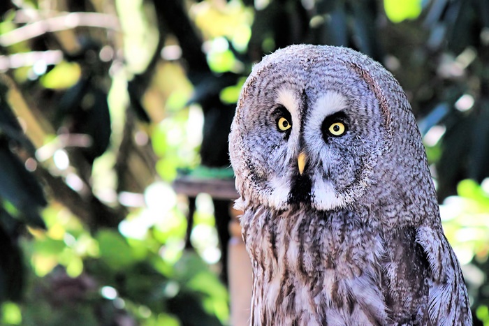 Great Grey Owl Close-up Portrait