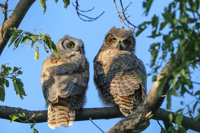 Two young owls perched on a tree branch
