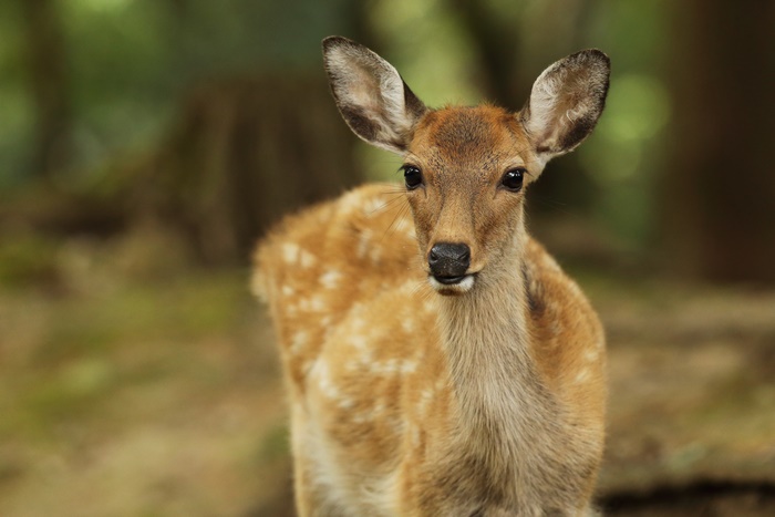 Young deer with spots in forest 4K