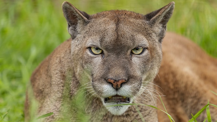 Cougar in grass 4K
