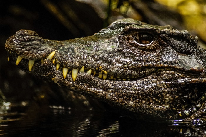 Close-up of a crocodile's head and teeth