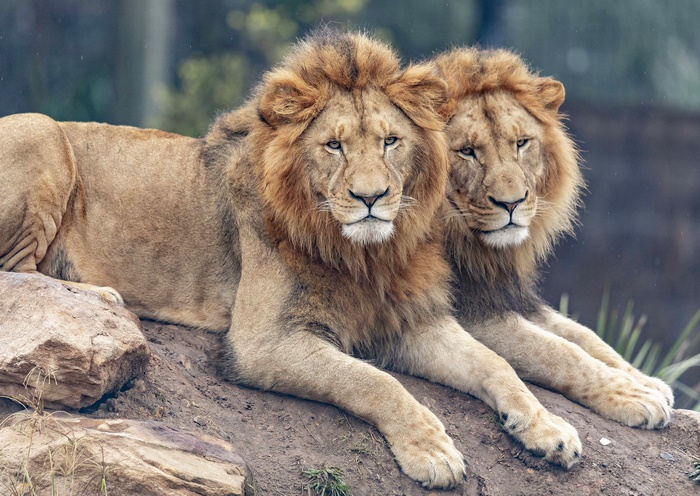 Two male lions resting on rocks
