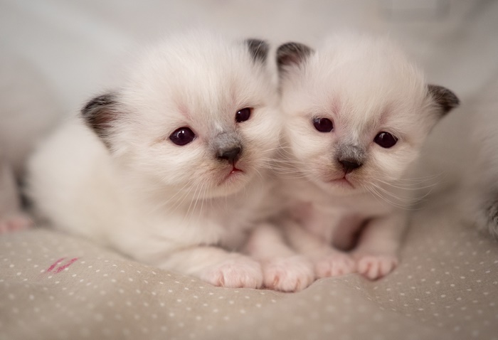 Two fluffy white kittens with dark ears