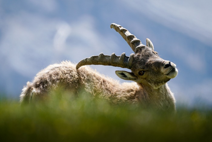Alpine Ibex with large curved horns