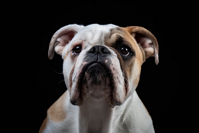 English Bulldog portrait