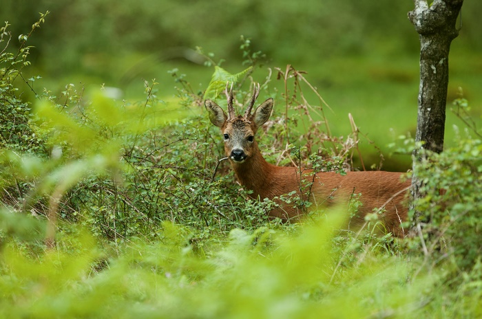 Roe Deer in a Green Forest
