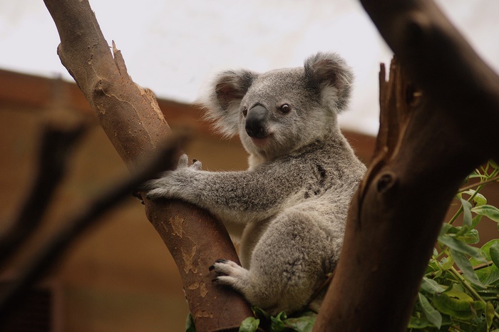 Koala sitting on a tree trunk