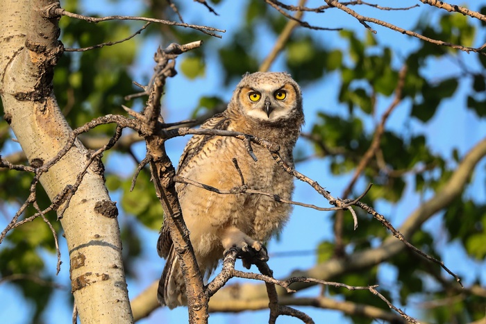 Great Horned Owl perched on a tree branch