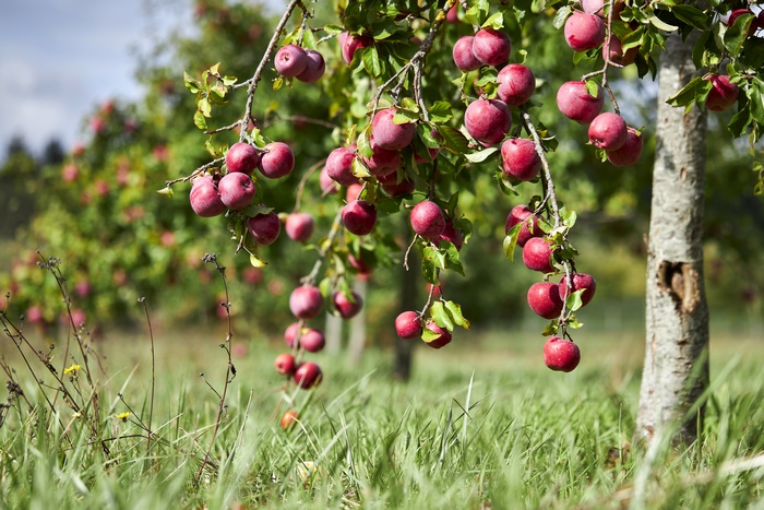 Apple 4K, Branch, Fruit, HD Wallpaper | Rare Gallery