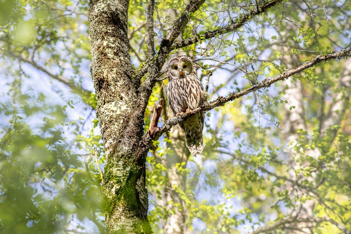 Tawny Owl perched on a tree branch