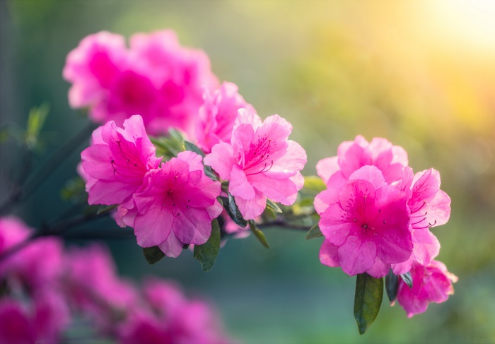 Pink Azalea Flowers on a Branch