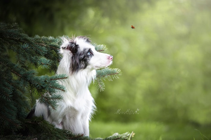 Border Collie looking at a ladybug near spruce tree