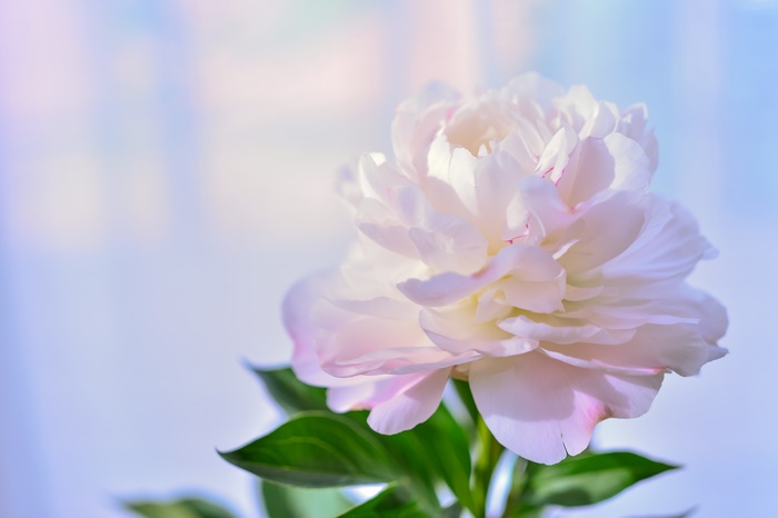 White Peony Flower with Green Leaves 4K
