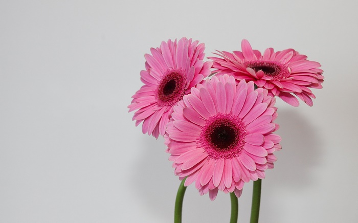 Three pink Gerbera daisies against a white background