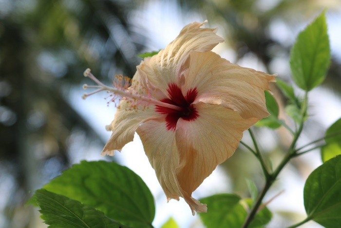 Close-up of a light yellow hibiscus flower with red center