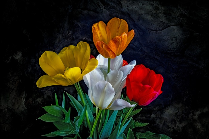 Bouquet of Tulips in 4K
